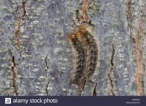 uploads/images/pest/guava bark eater.jpg